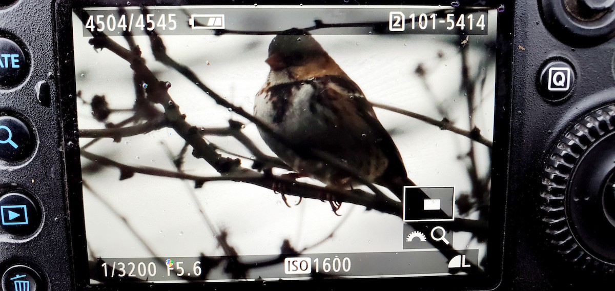 Harris's Sparrow - ML519610151