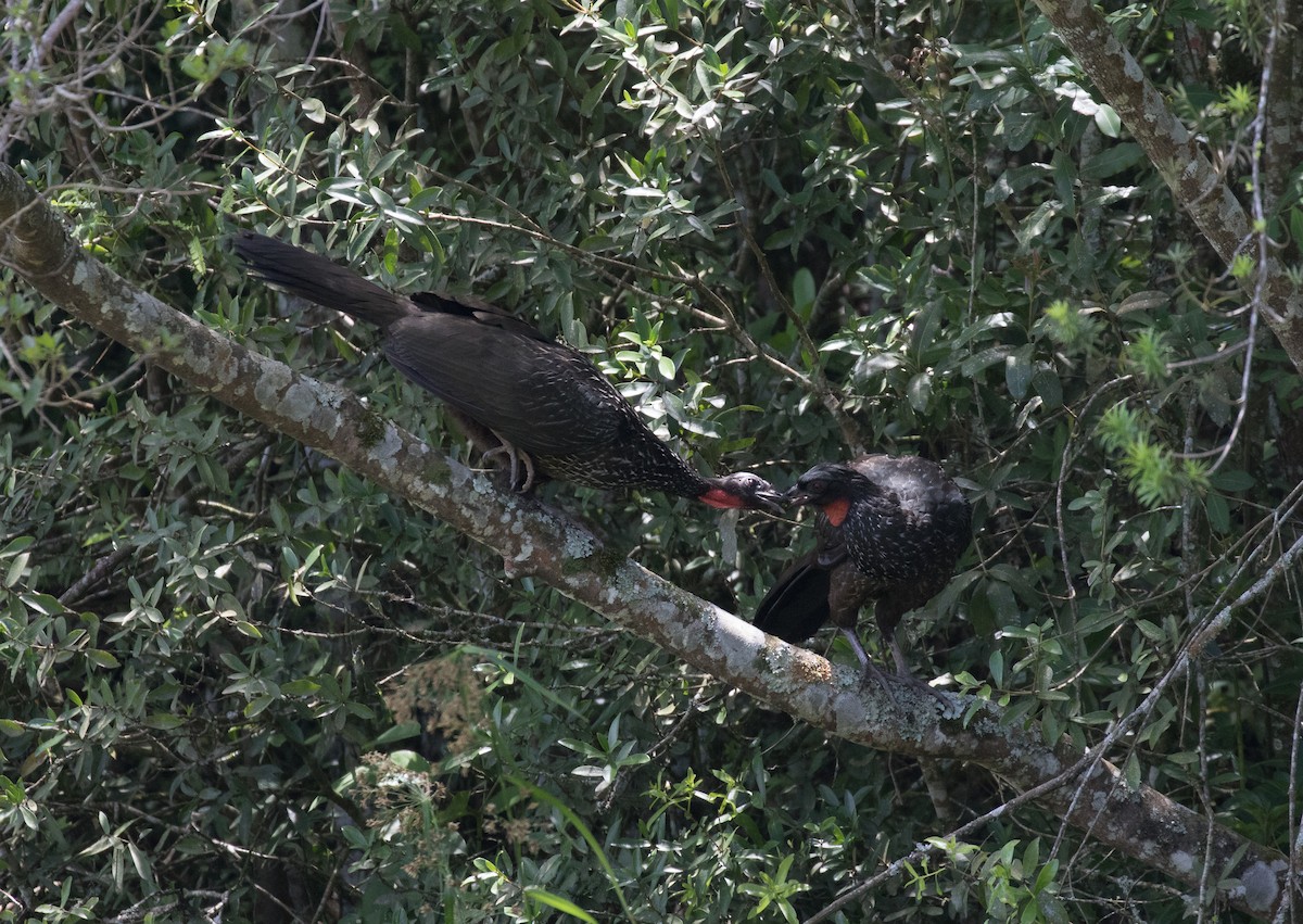 Dusky-legged Guan - ML519610601