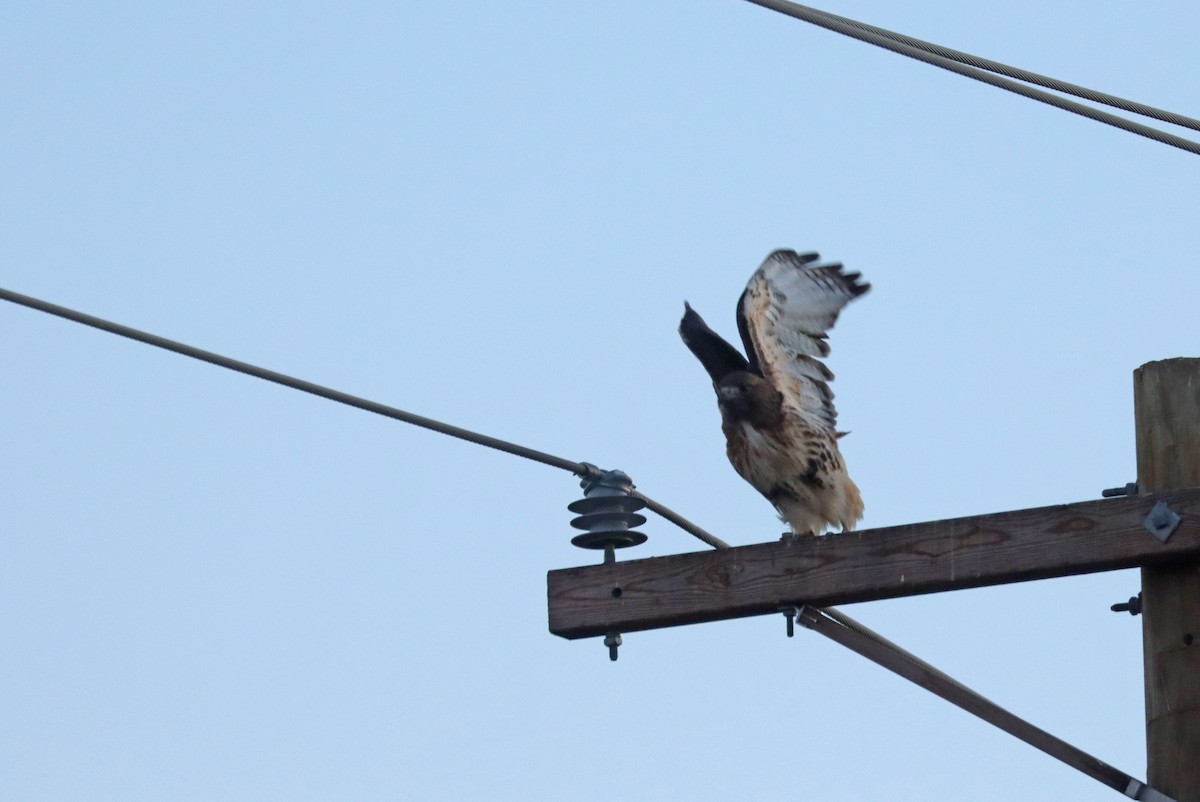 Red-tailed Hawk (abieticola) - ML519610791