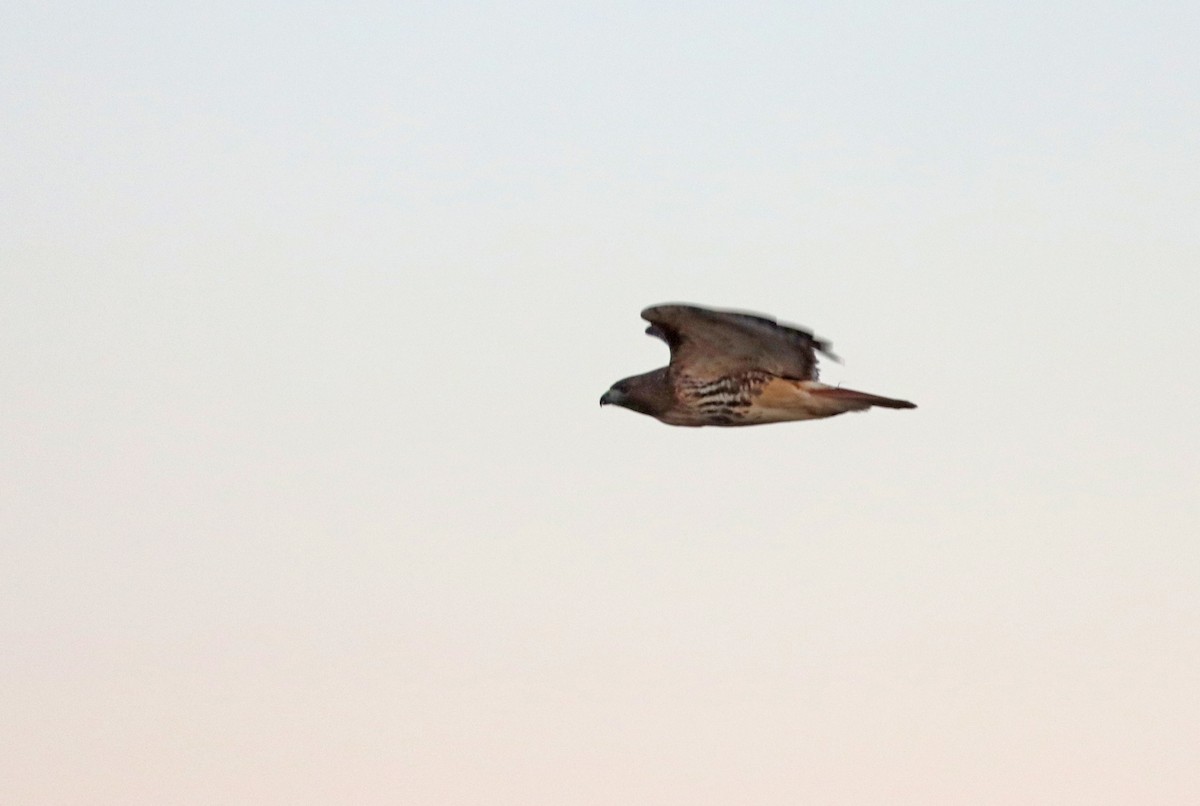 Red-tailed Hawk (abieticola) - ML519610831
