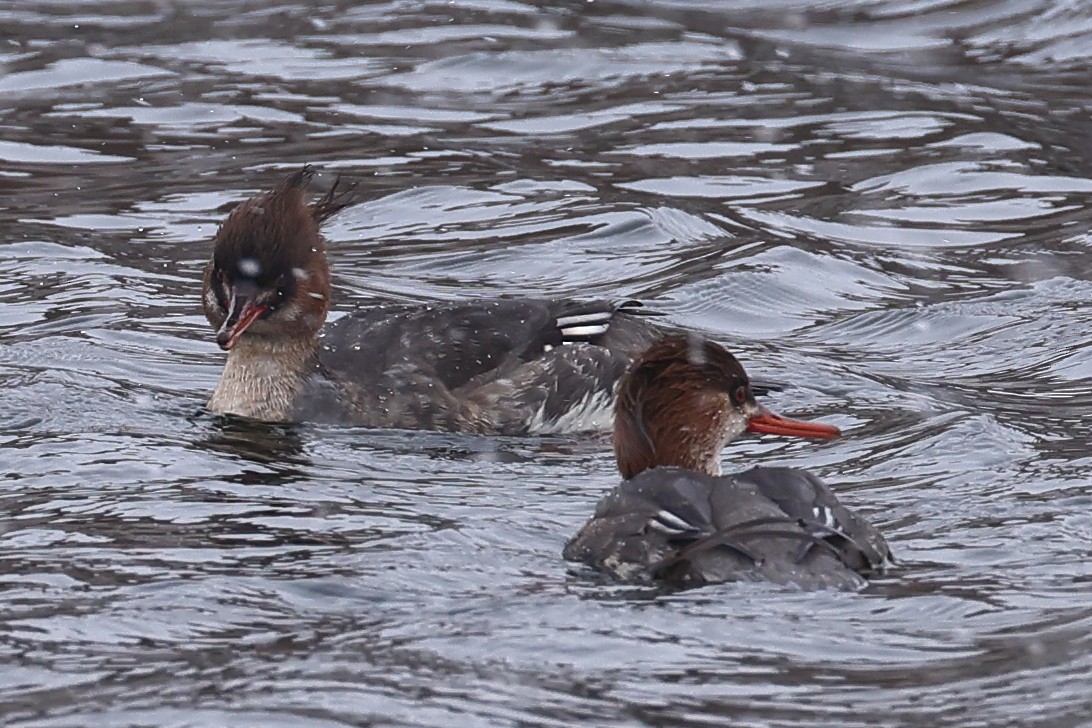 Red-breasted Merganser - ML519614041