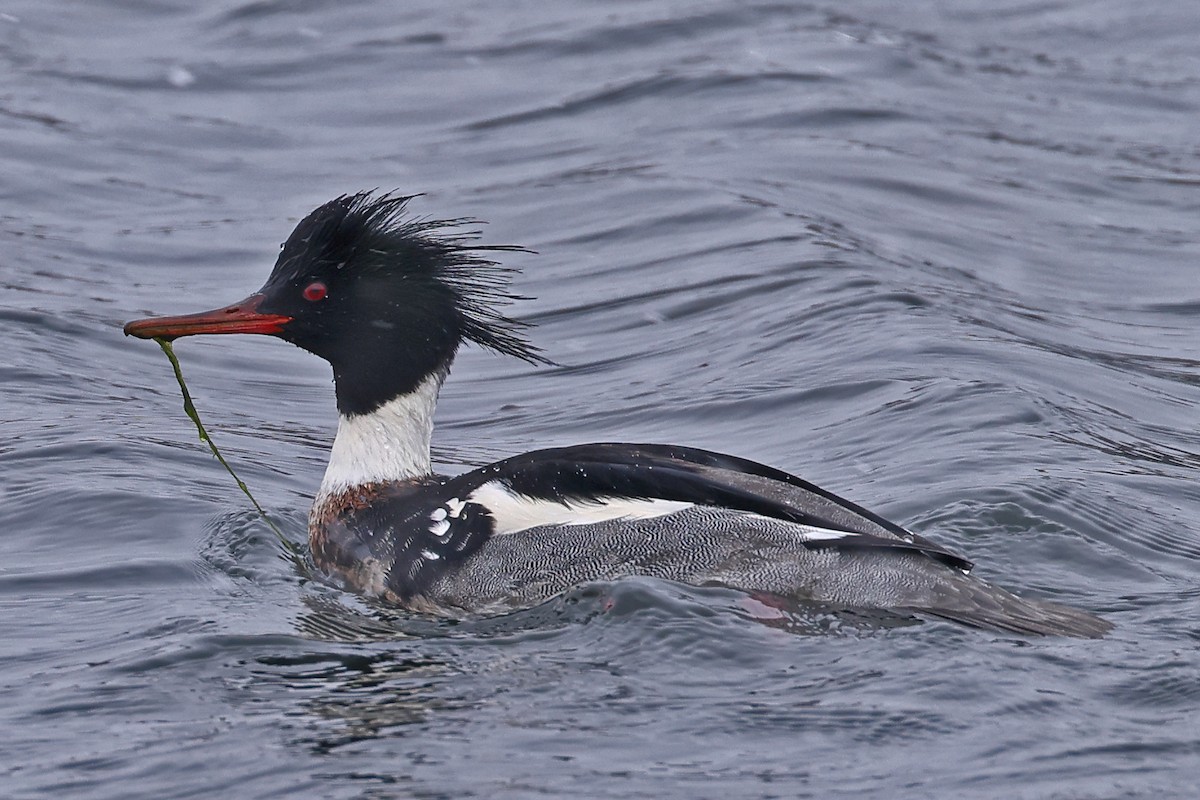 Red-breasted Merganser - ML519614051