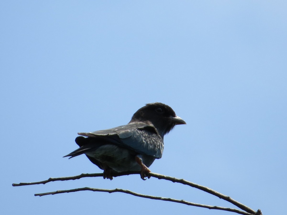 Dollarbird - ML51961491