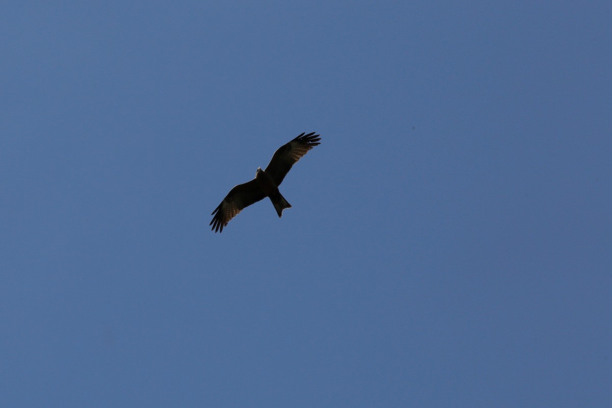 Black Kite (Yellow-billed) - ML519615301