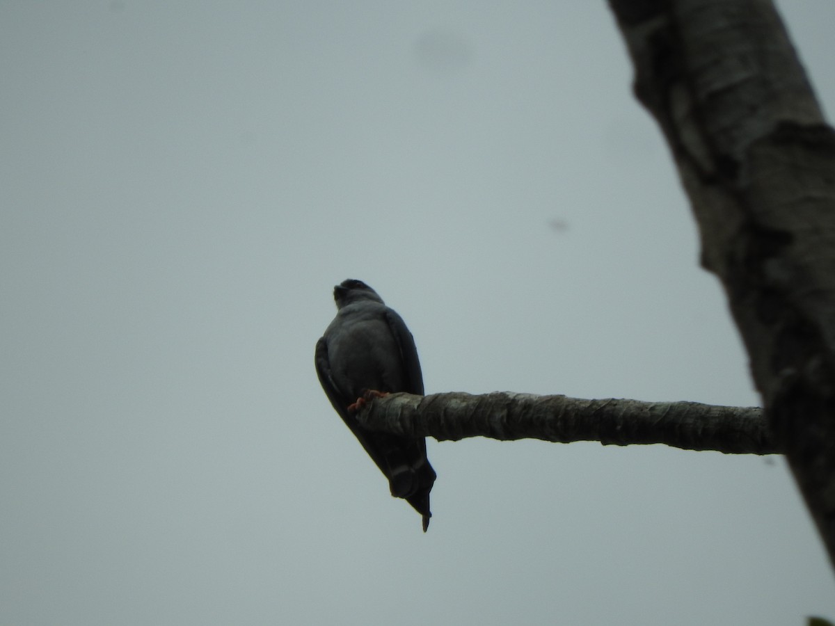 Plumbeous Kite - ML519615421