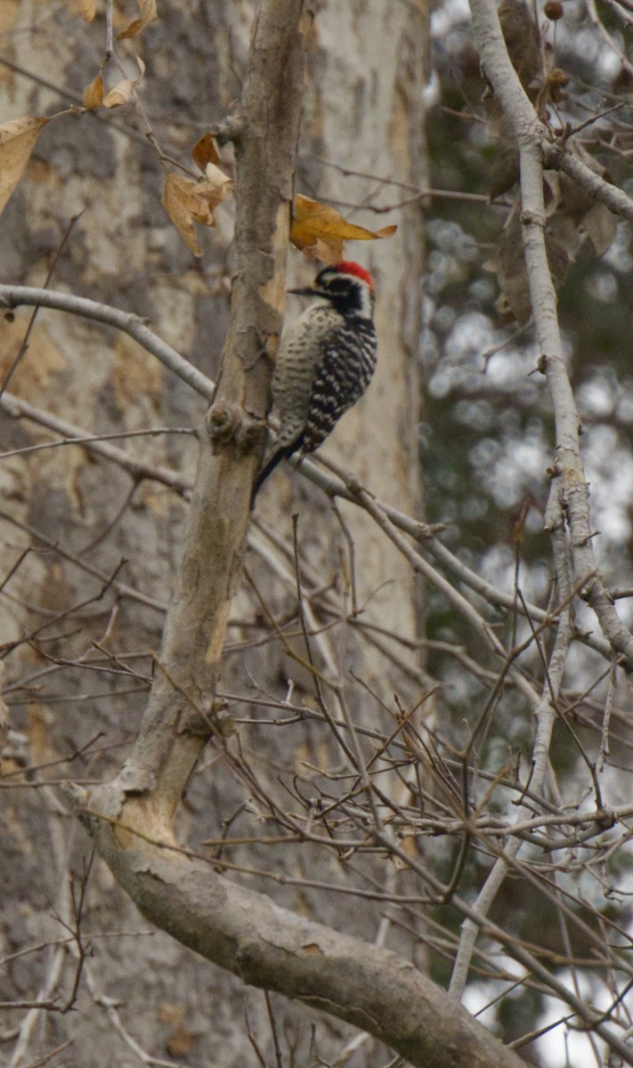 Nuttall's Woodpecker - ML519615891