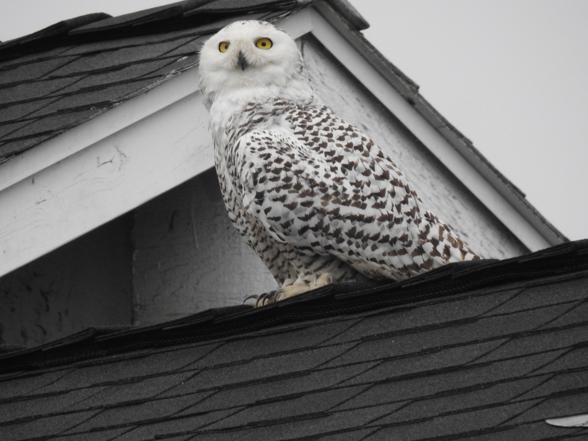 Snowy Owl - ML519615991