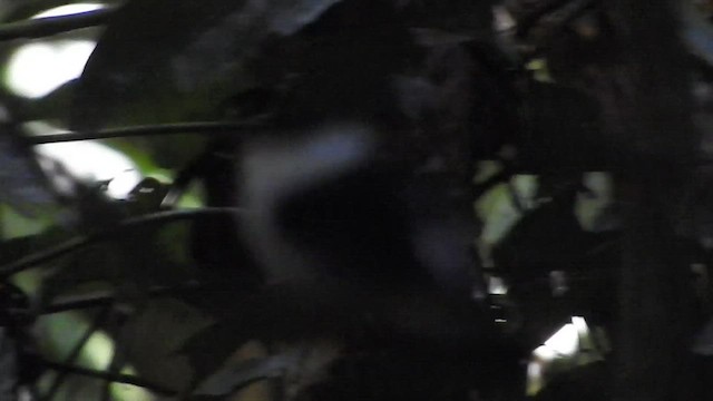 White-bearded Manakin - ML519616101