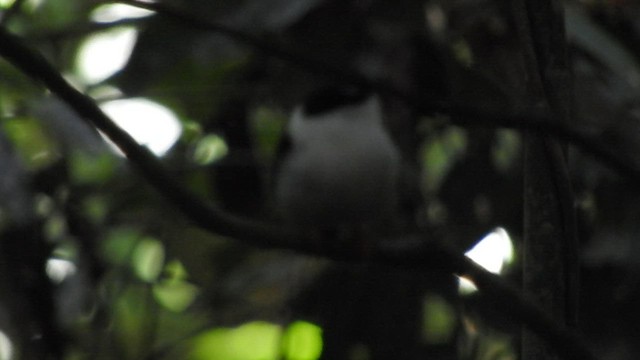 White-bearded Manakin - ML519616141