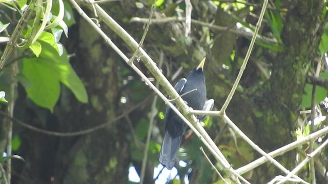 Yellow-billed Nunbird - ML519616421