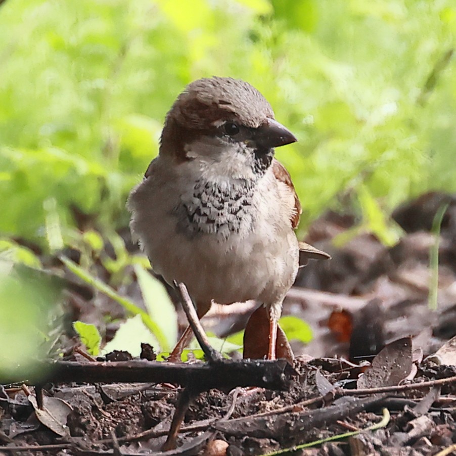 House Sparrow - ML519616641