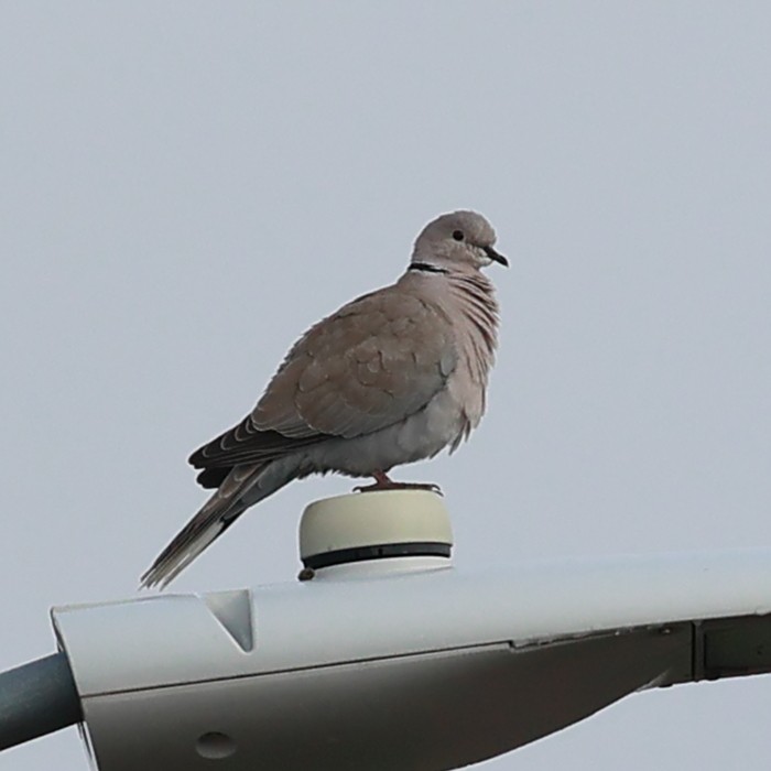 Eurasian Collared-Dove - Jaime Pires