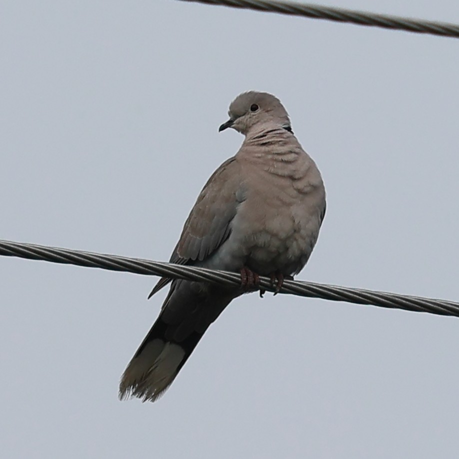 Eurasian Collared-Dove - Jaime Pires