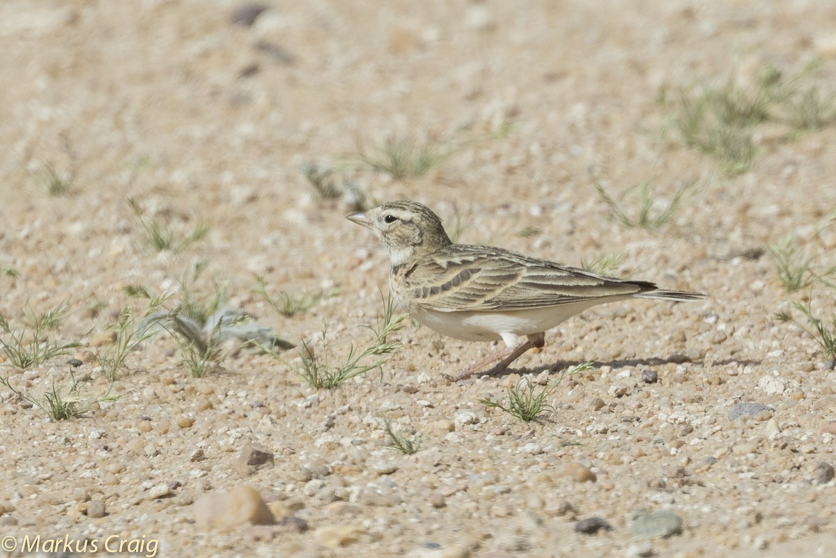 Greater Short-toed Lark - ML51961701