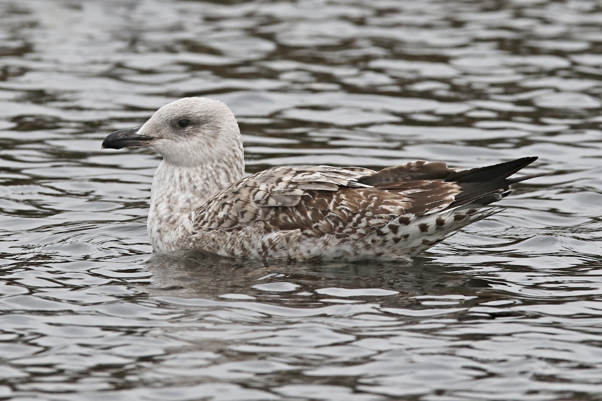 Yellow-legged Gull - ML519617581