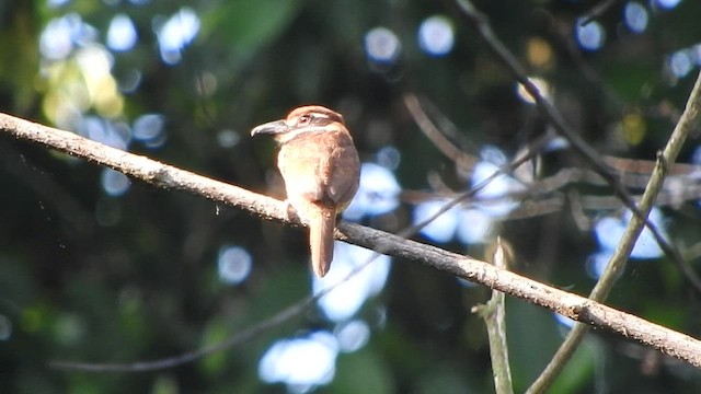 Chestnut-capped Puffbird - ML519618721