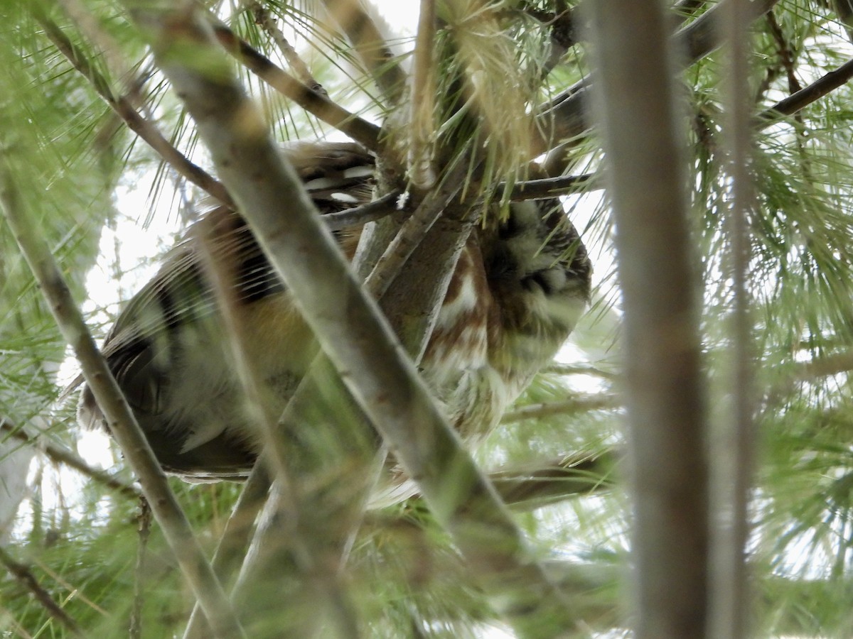 Northern Saw-whet Owl - ML519618881