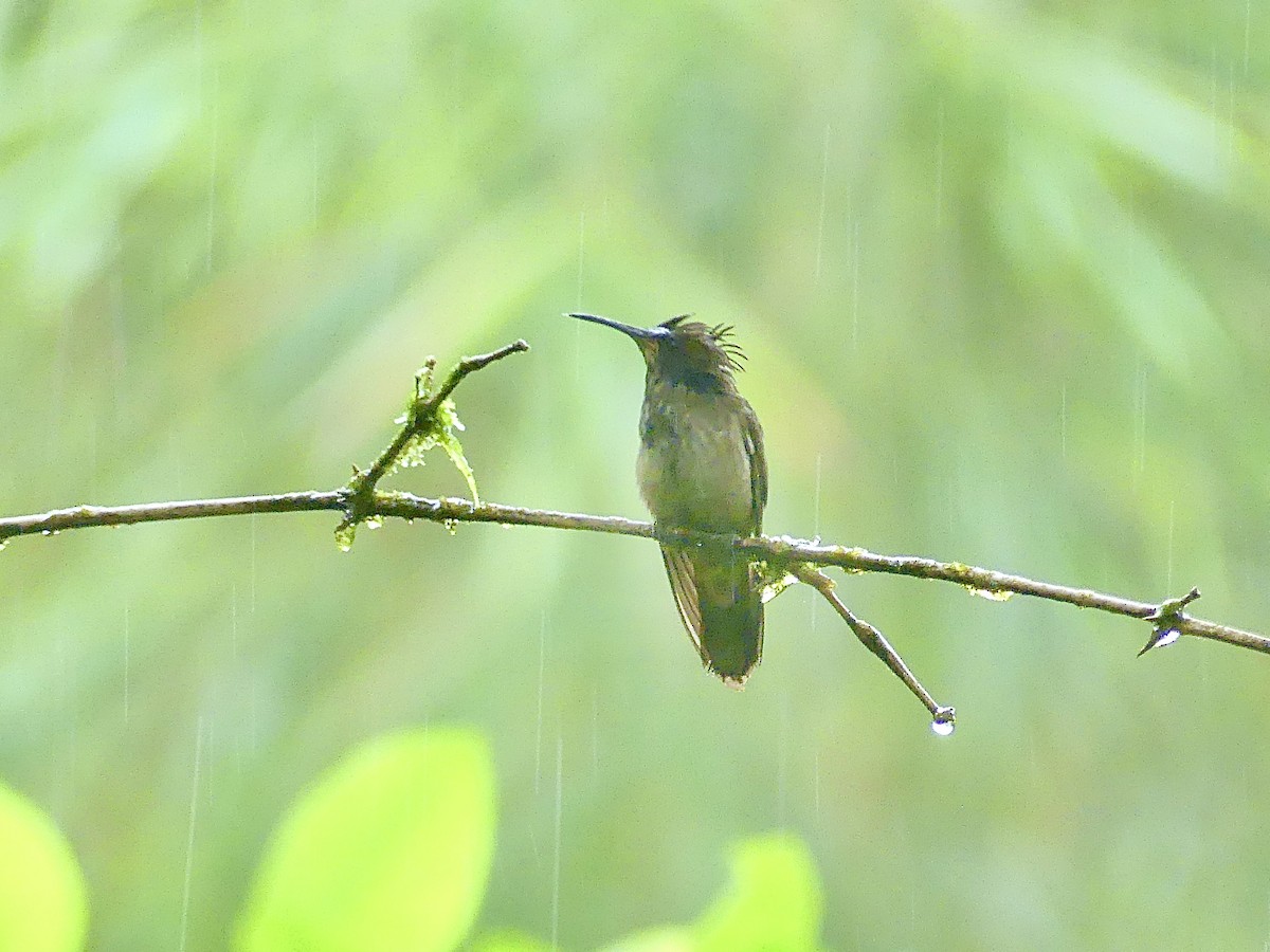 Brown Violetear - ML519619601