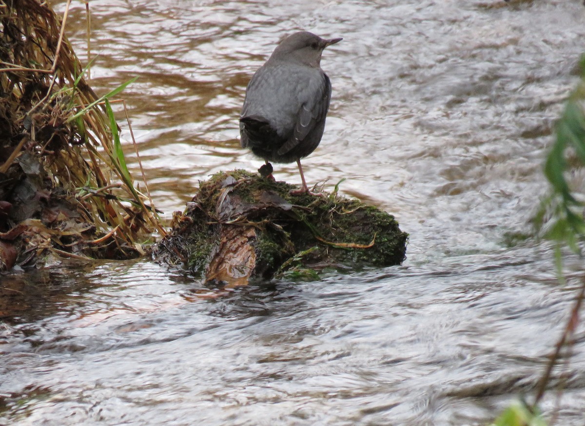 American Dipper - ML519619661