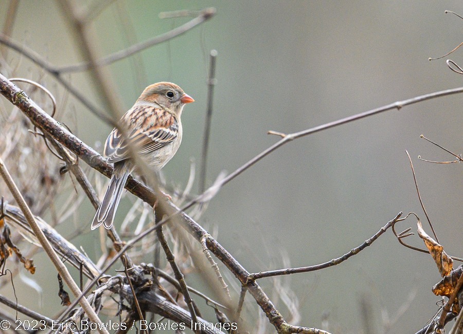 Field Sparrow - Eric Bowles