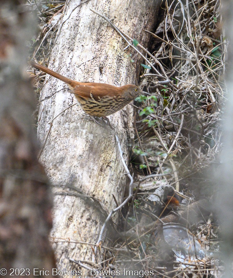 Brown Thrasher - Eric Bowles