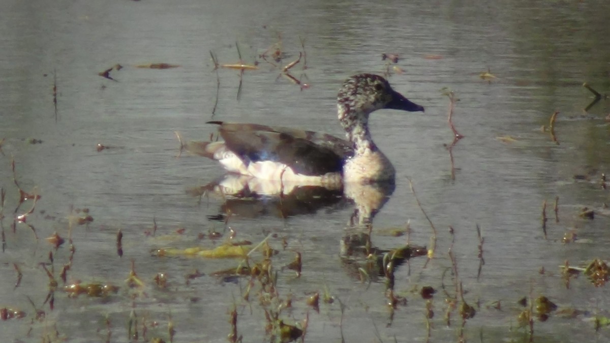 Knob-billed Duck - ML51962251