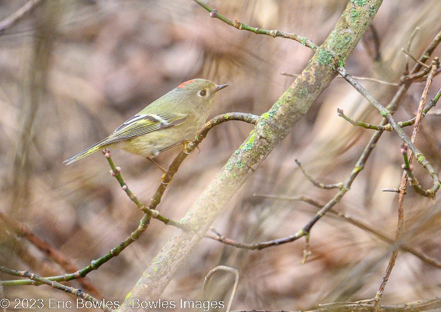 Ruby-crowned Kinglet - Eric Bowles