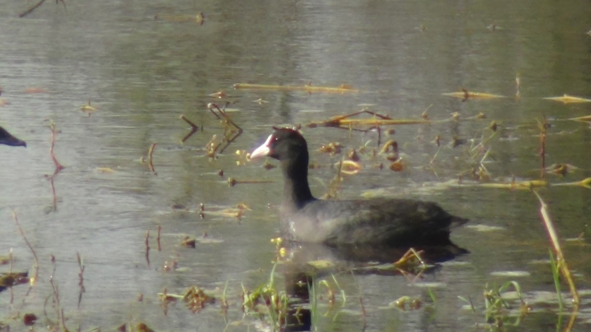 Eurasian Coot - ML51962291