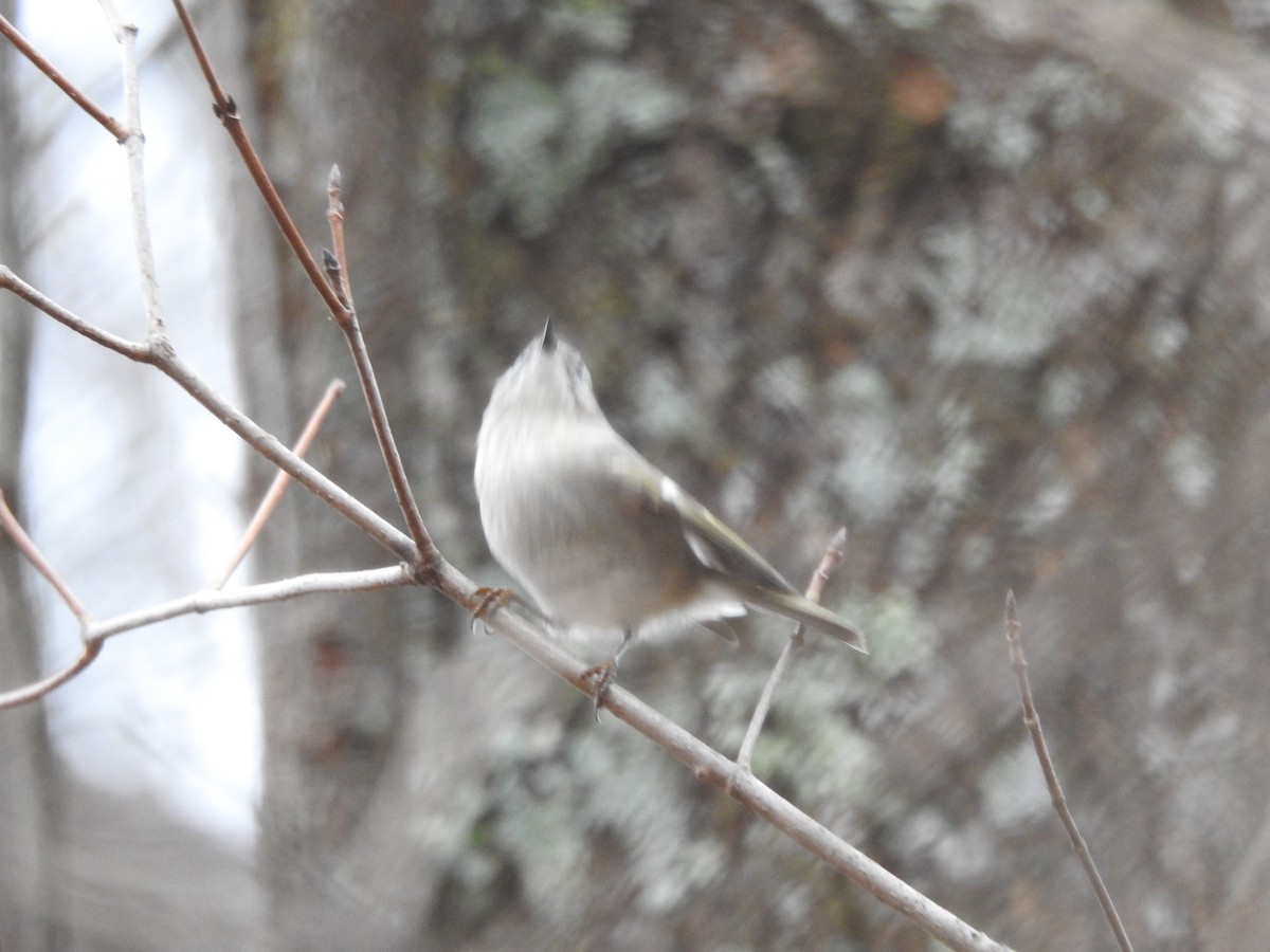 Golden-crowned Kinglet - ML519623691