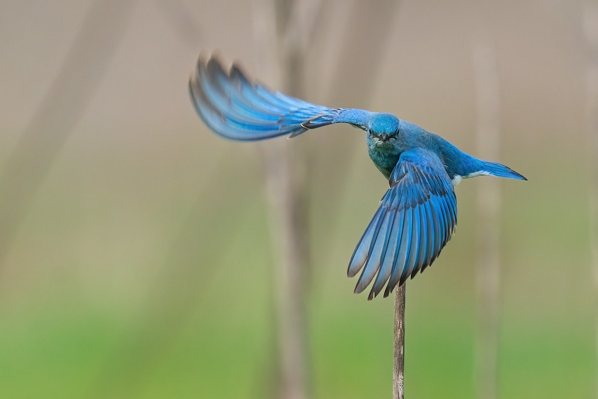 Mountain Bluebird - ML519623701