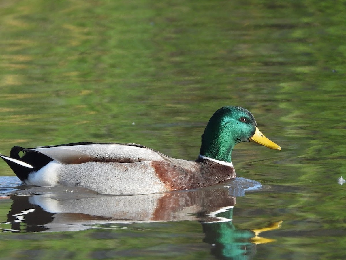 Mallard - ML519623931