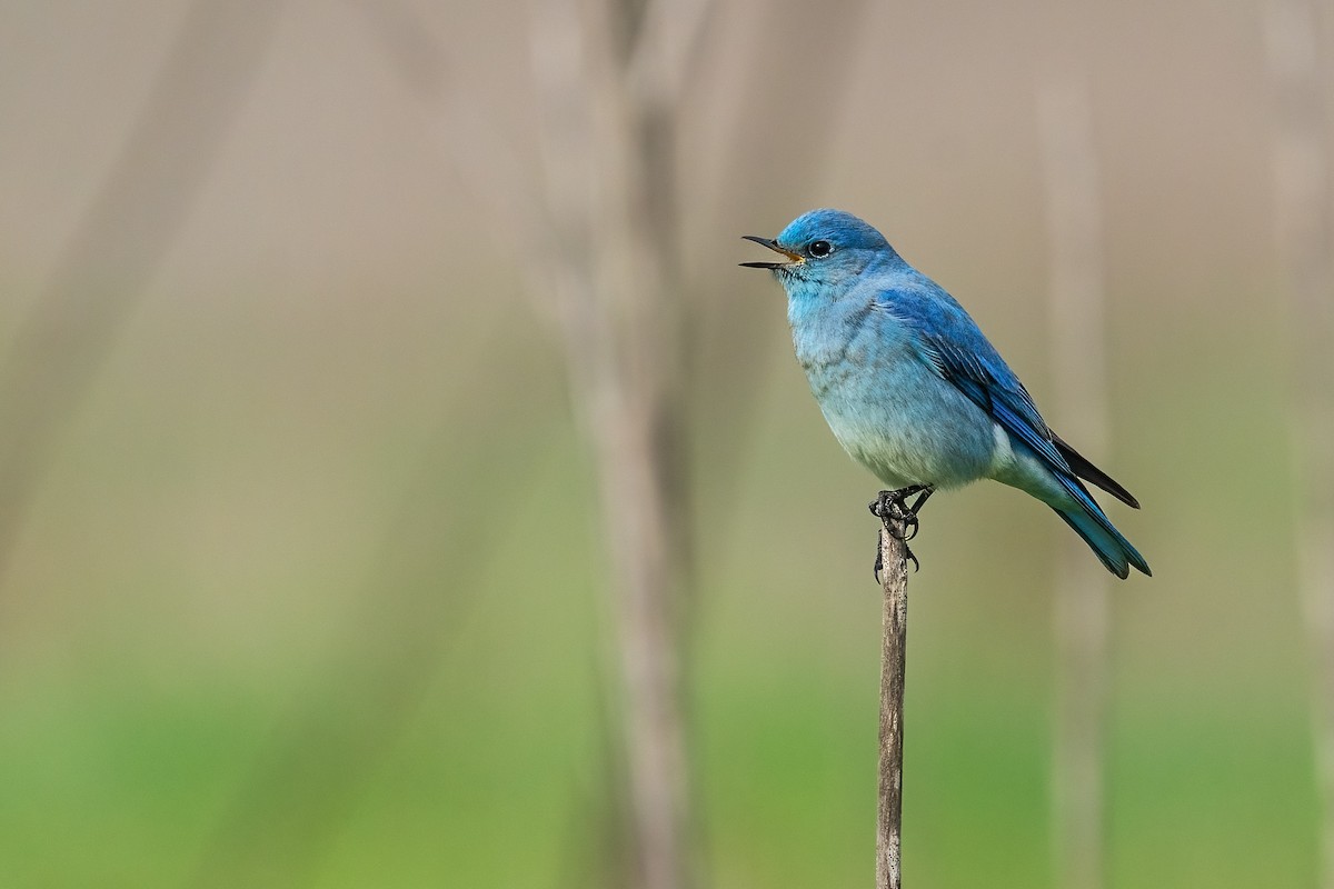 Mountain Bluebird - ML519623991