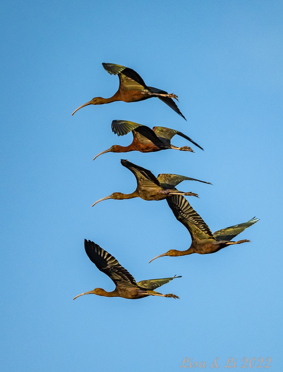 Glossy Ibis - ML519624601