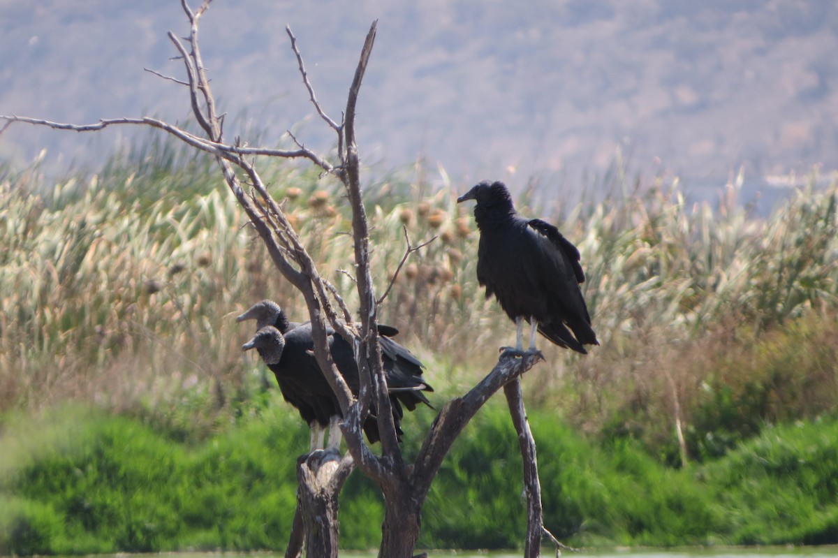 Black Vulture - ML51962461