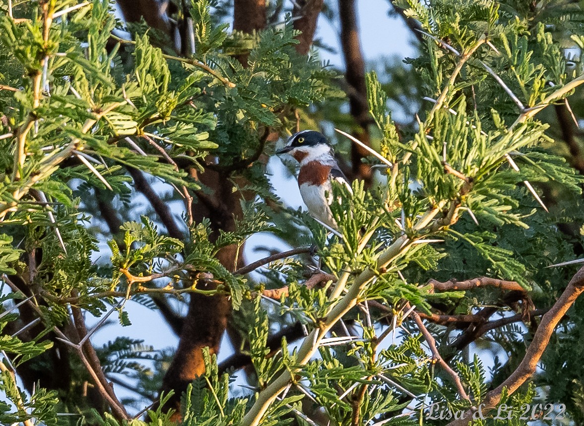 Chinspot Batis - ML519624771