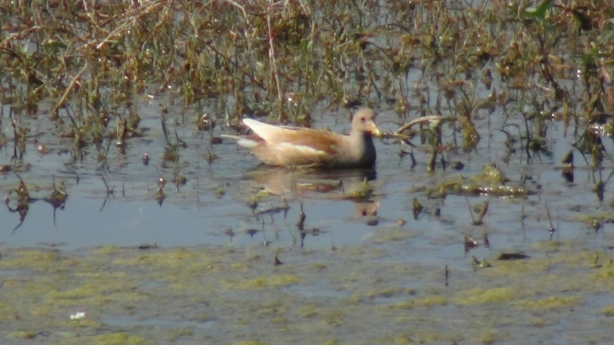 Eurasian Moorhen - ML51962491