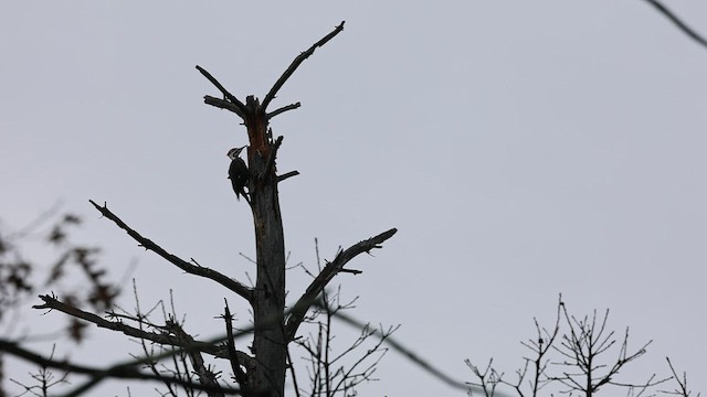Pileated Woodpecker - ML519625161