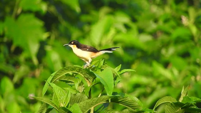 Black-capped Donacobius - ML519625301