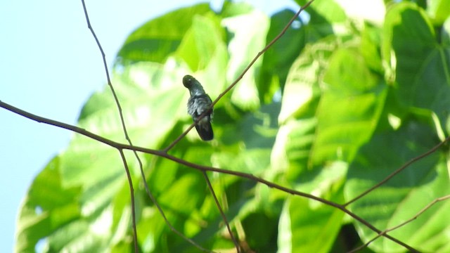 Glittering-throated Emerald - ML519626551