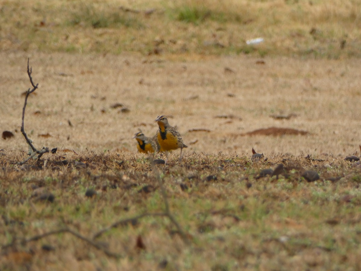 Eastern Meadowlark - ML519627571