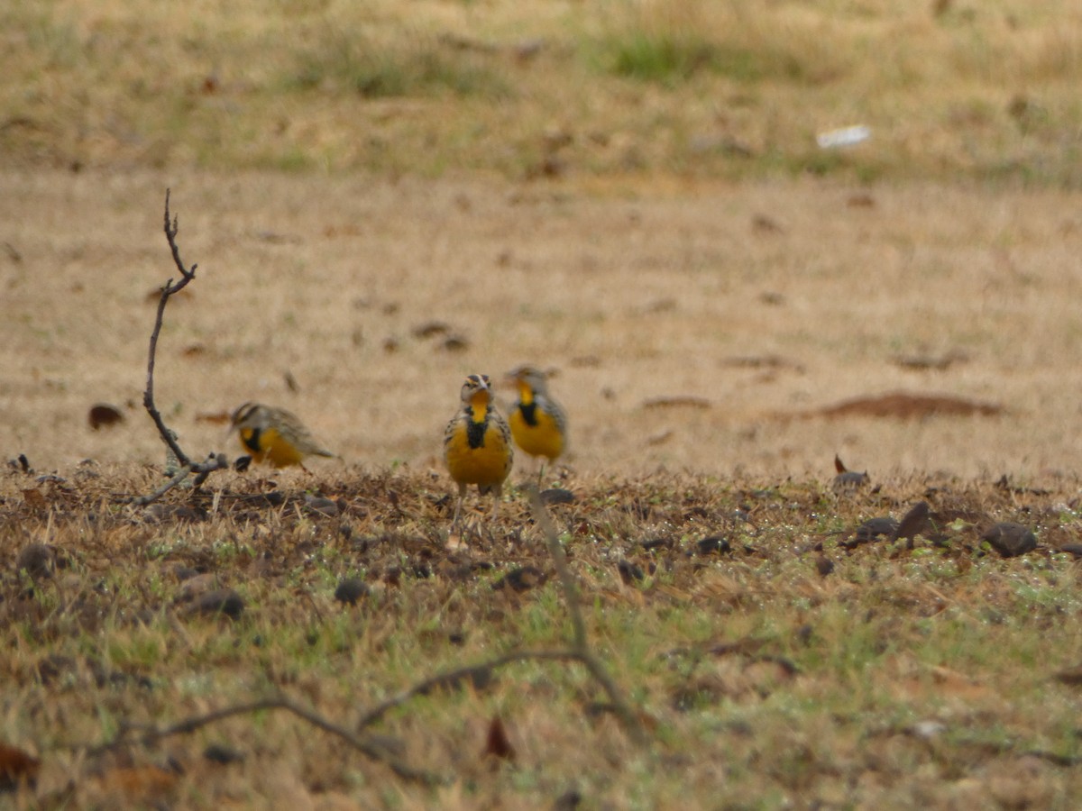 Eastern Meadowlark - ML519627661