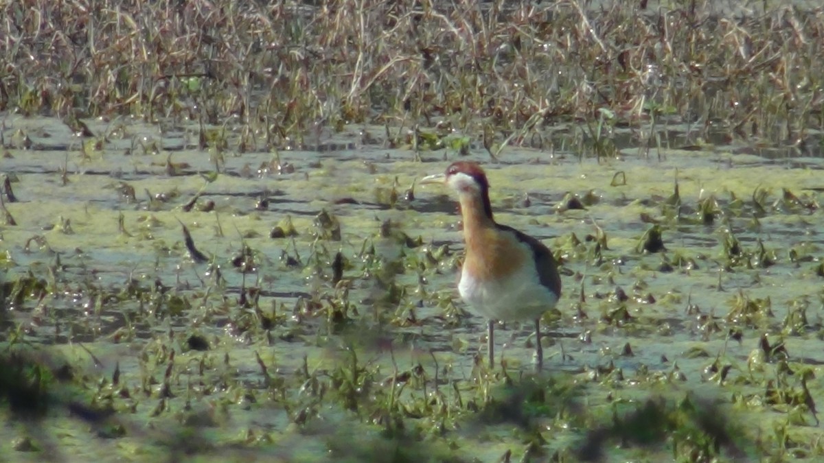 Pheasant-tailed Jacana - ML51962771