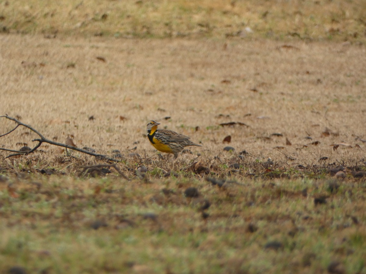 Eastern Meadowlark - ML519627931