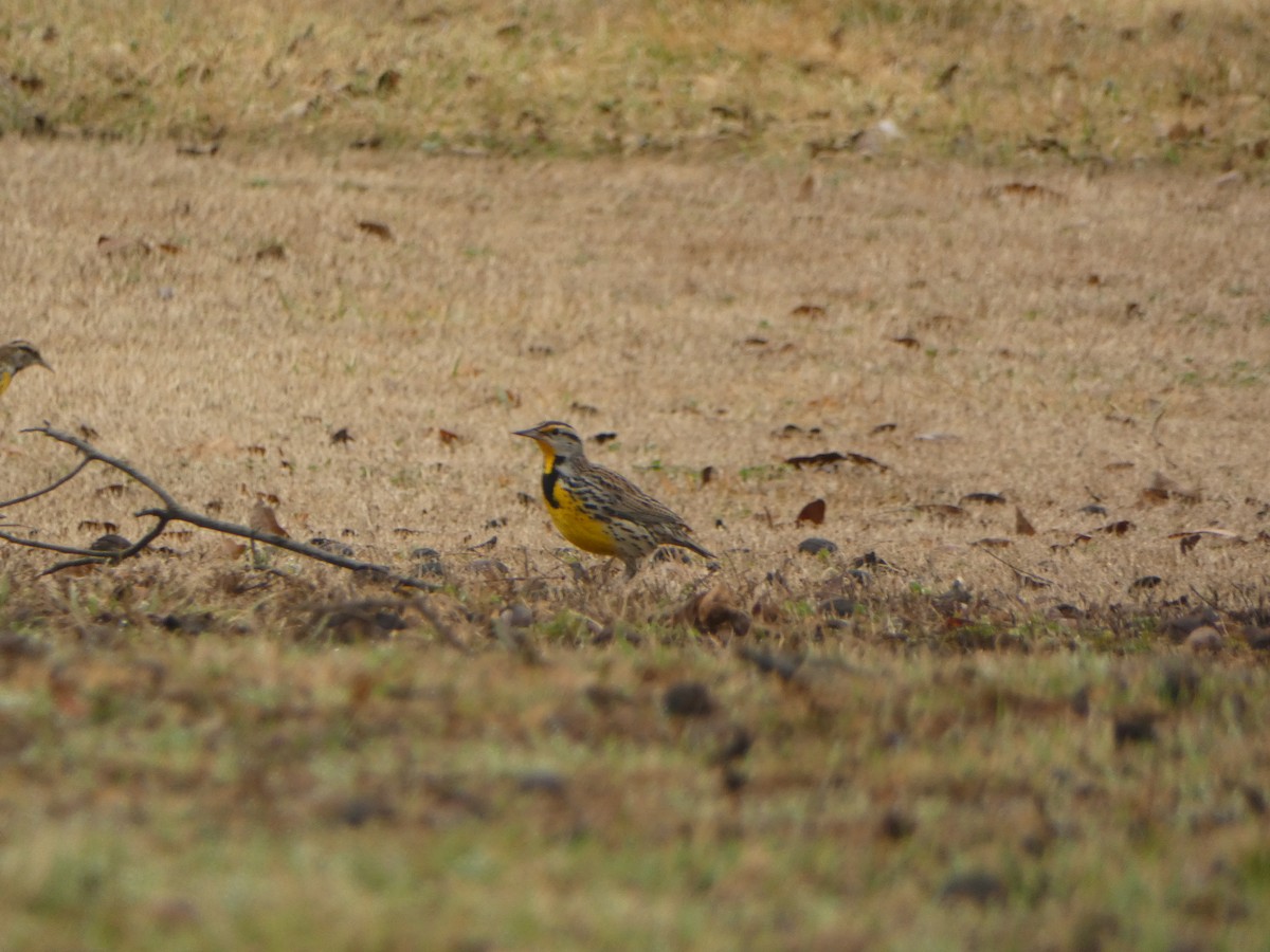 Eastern Meadowlark - ML519627941