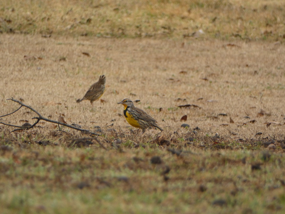 Eastern Meadowlark - ML519627951