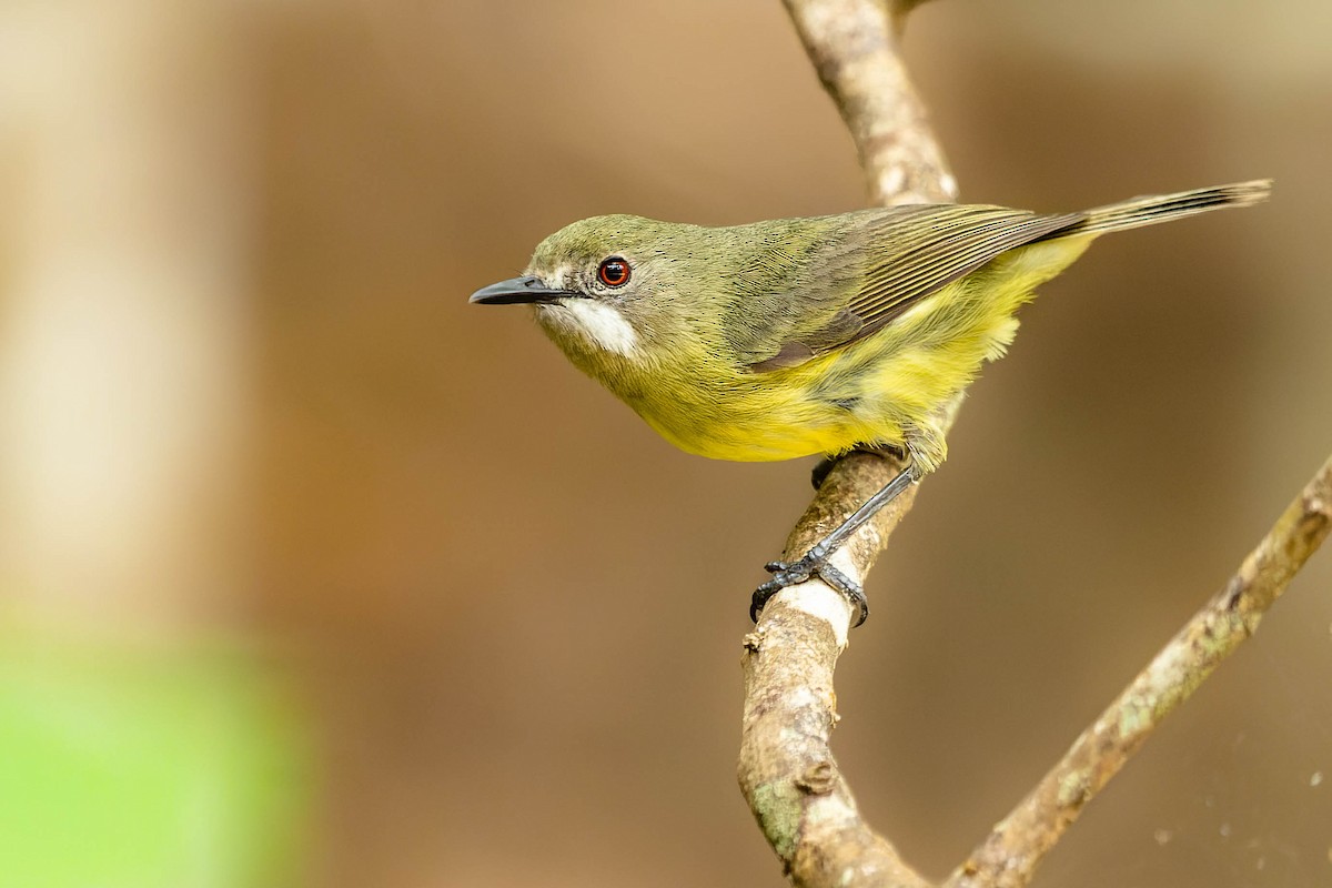 Fairy Gerygone - Zebedee Muller