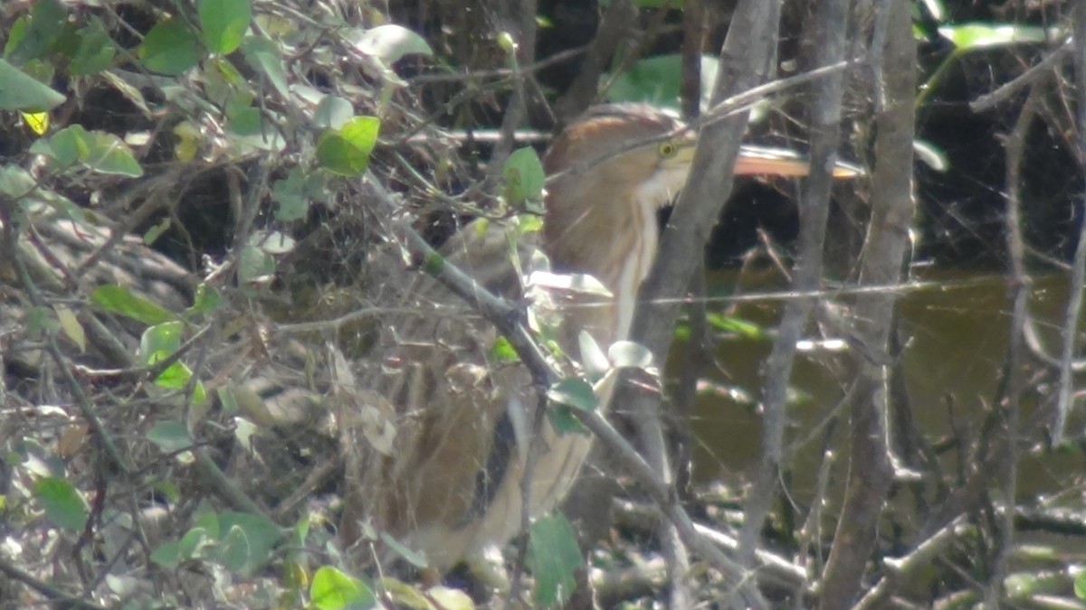 Yellow Bittern - ML51962901