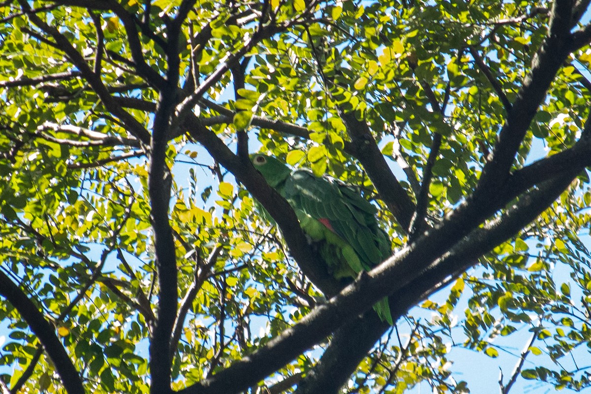 Yellow-crowned Parrot - ML519629031