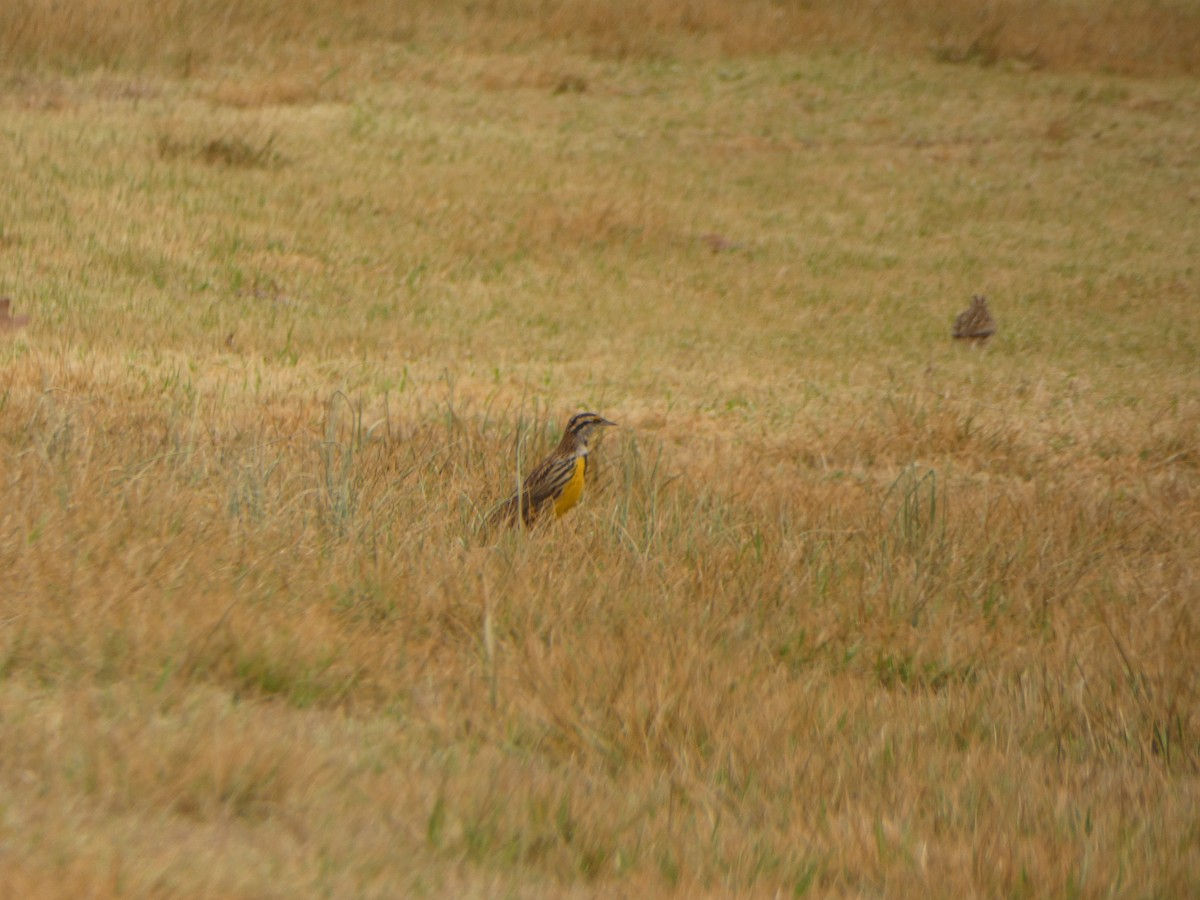 Eastern Meadowlark - ML519629081