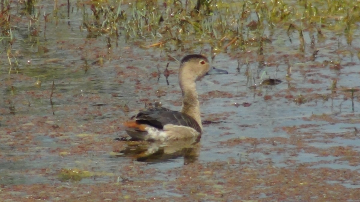 Lesser Whistling-Duck - ML51962961